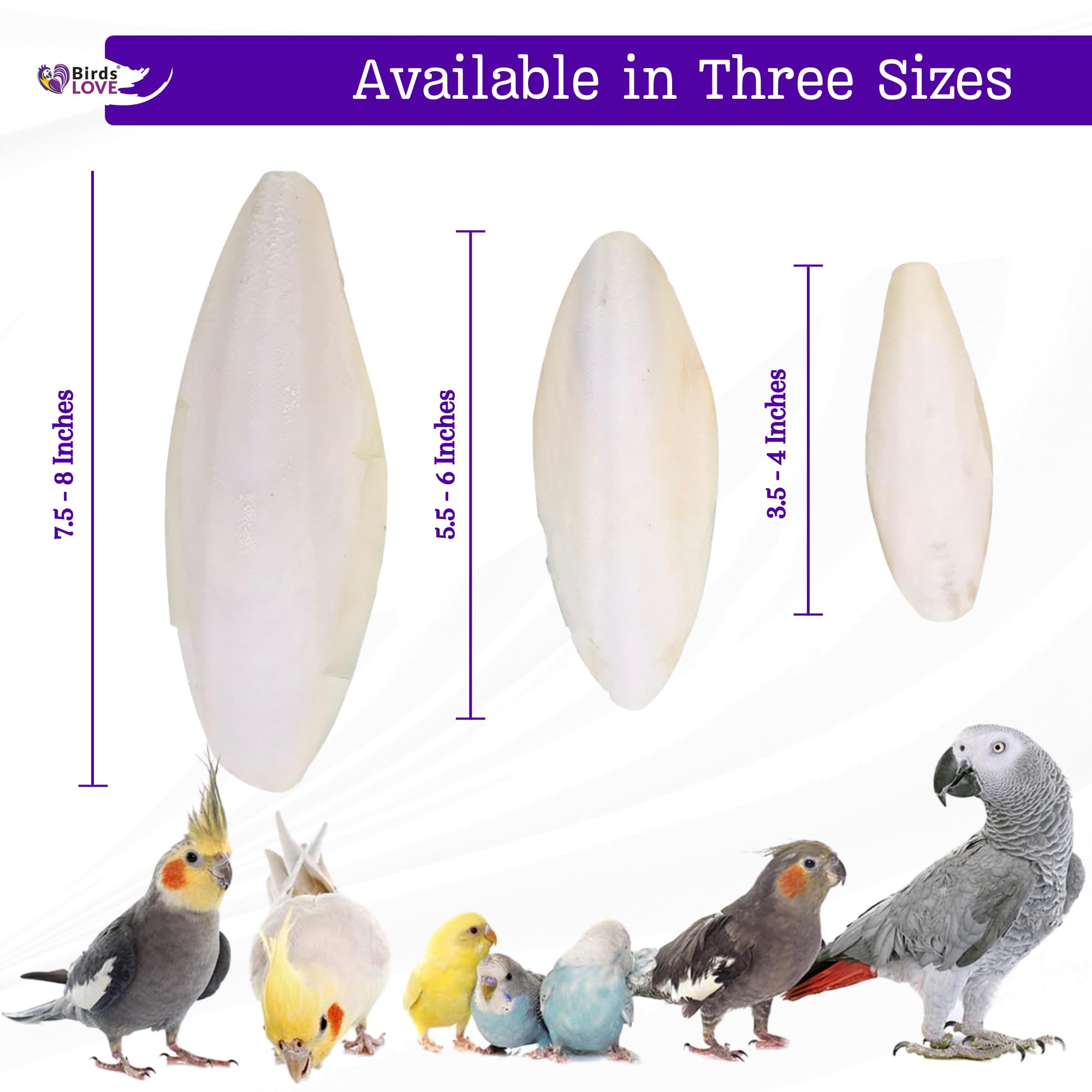 Birds LOVE Natural Cuttlebone - Premium Calcium for Cockatiel, Parrots, Tortoise, Snails, Crabs and Chinchillas - Pure Cuttlebon